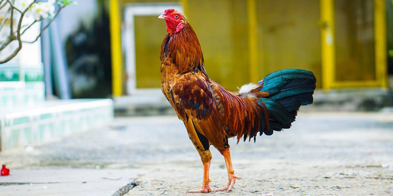 Đôi nét về gà điều xanh